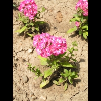 Phlox drummondii F1 'Grammy Pink & White' (1)